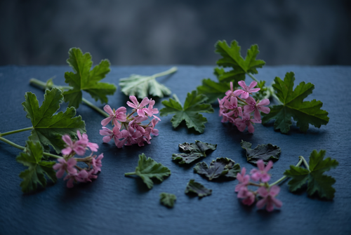 Rose geranium leaves and small pink flowers on dark stone, the geranium note in fragrance