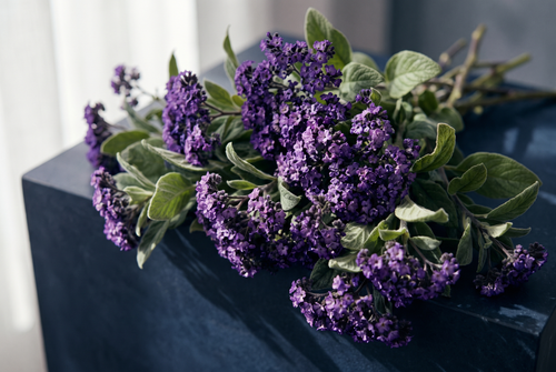 Clusters of deep violet heliotrope flowers on dark stone, the heliotrope note in perfume