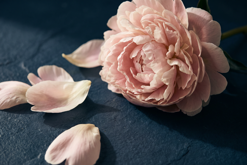 A blush pink peony in full bloom with loose fallen petals on dark stone, the peony note in perfume